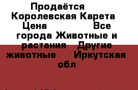 Продаётся!     Королевская Карета › Цена ­ 300 000 - Все города Животные и растения » Другие животные   . Иркутская обл.